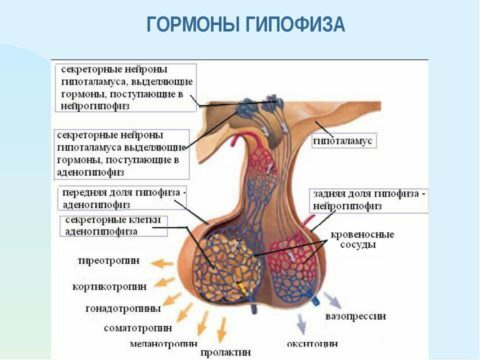 Hypofyse hormonen