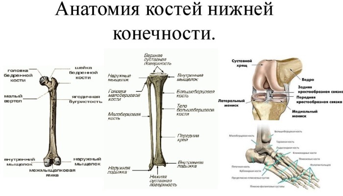 The human musculoskeletal system. System functions