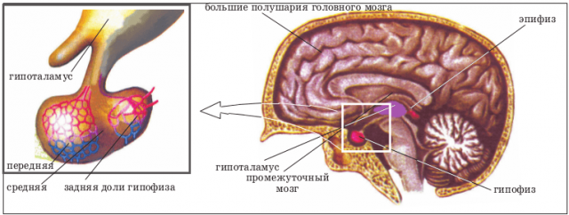 pituitary and hypothalamus