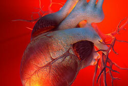 Development of the pulmonary heart