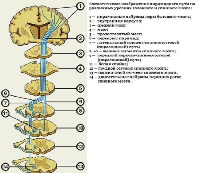 Methods and objectives of the study of Gordon's symptom