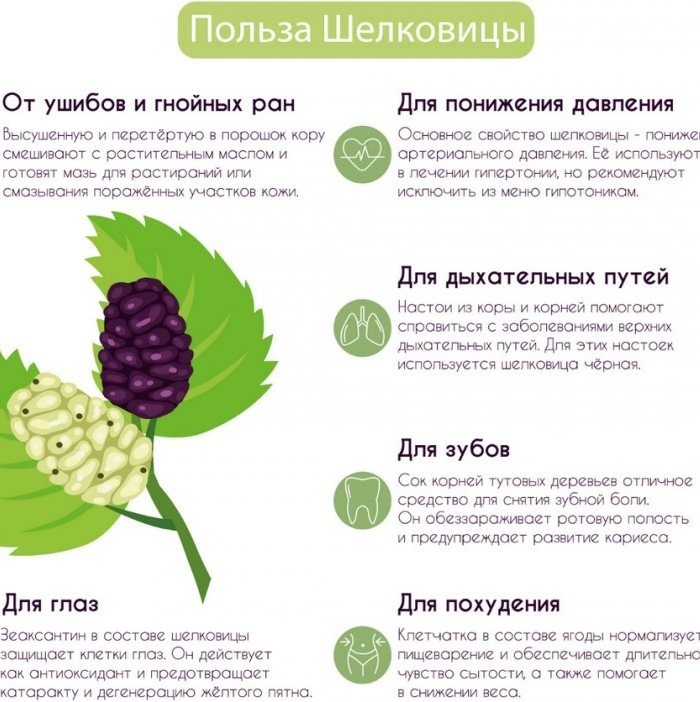Mulberry doshab. Medicinal properties, instructions for use, where to buy syrup, contraindications, reviews