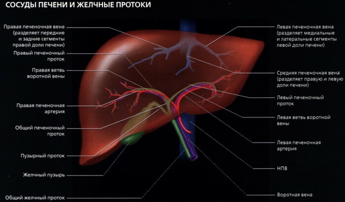 Segmentos de fígado em seções de ultrassom, tomografia computadorizada, ressonância magnética. Esquema, foto