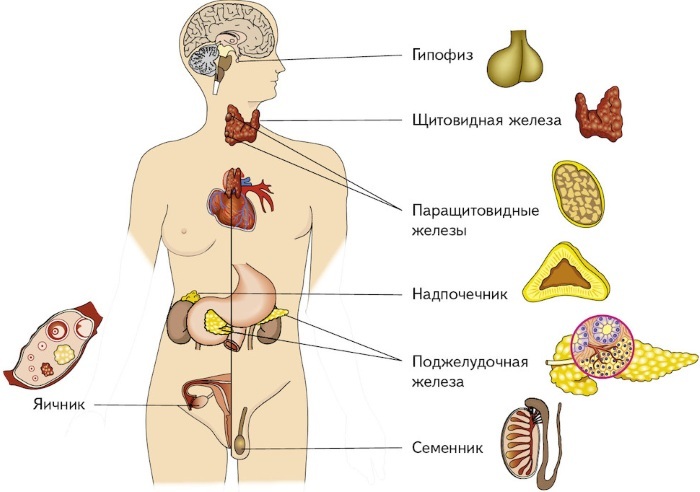 Endocrine glands. What is it, hormones, table, functions, classification, structure, diseases