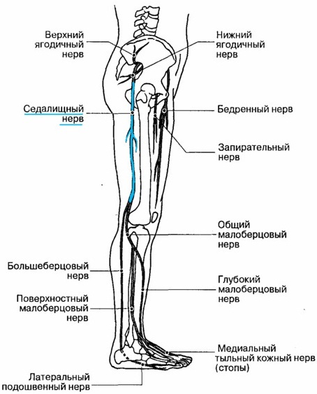 Lower limbs of a person: muscles, bones, arteries. Signs of disease, treatment