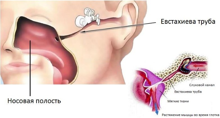 Eustachian tube. Where is it, what connects, refers to which ear, what it is, function, disease