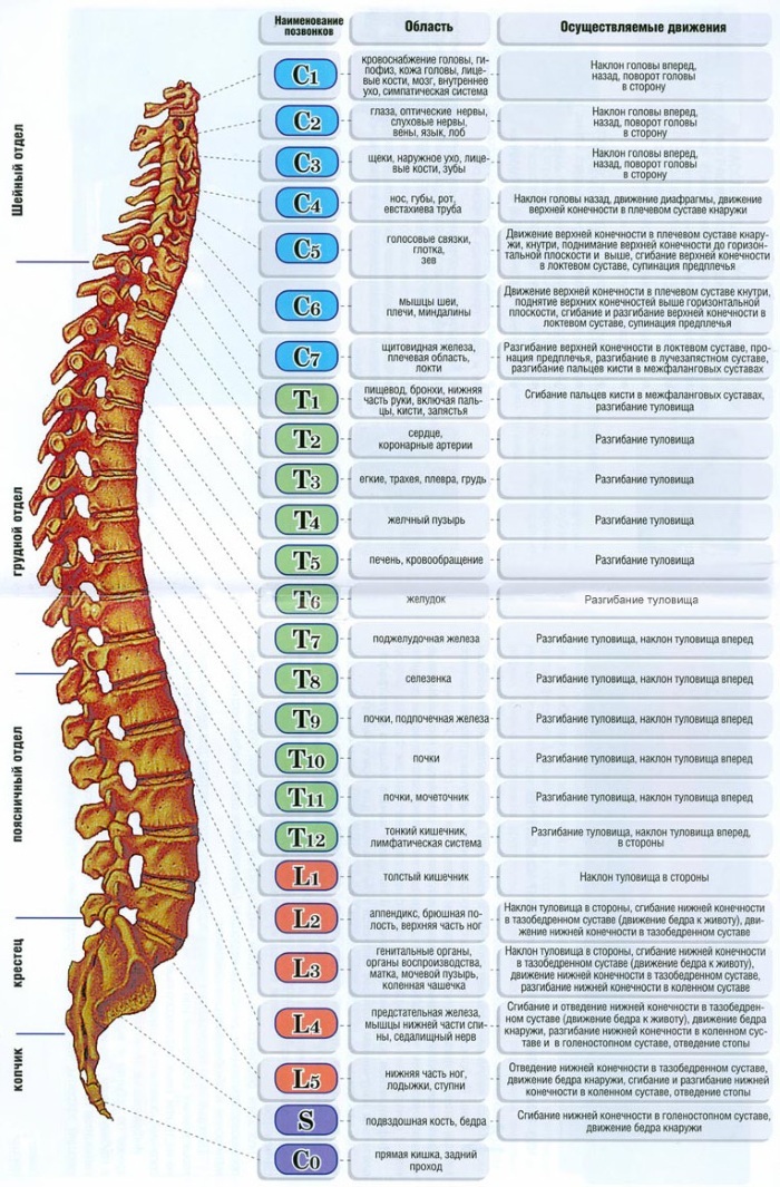 Układ mięśniowo-szkieletowy człowieka. Funkcje systemu