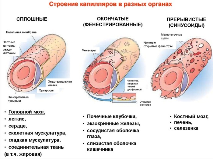 Menschliche Blutgefäße. Schema des Kreislaufsystems, Anatomie, Beschreibung