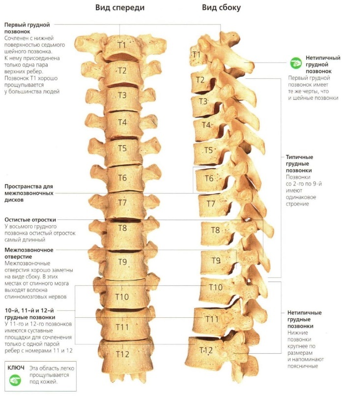 Numerotarea vertebrelor din coloana vertebrală umană. Cât, diagramă, locație