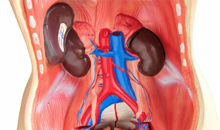 Amyloidosis of the kidneys