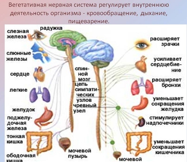 Somatoform dysfunction of the autonomic nervous system: I do not die, but I give up!