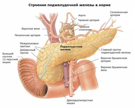 Pancreas struktur