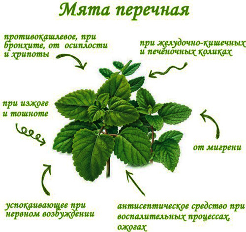 Shakes the whole body. Reasons at night, if the heart is beating, headache, sickness in an elderly person, a child