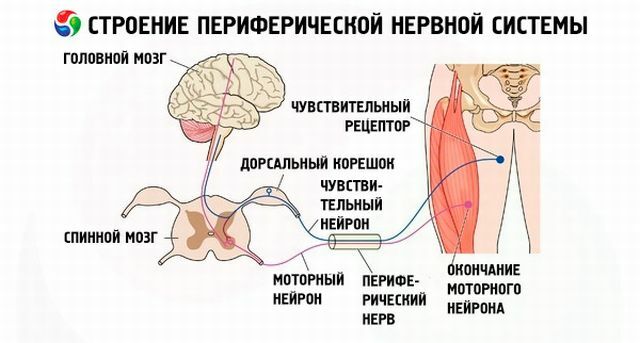 Flaccid paralysis or what happens on the periphery of the nervous system