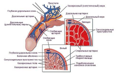 Schema organului masculin