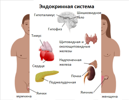 Organe von hormonellen Störungen