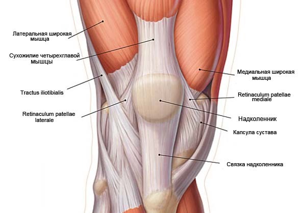 A estrutura do joelho
