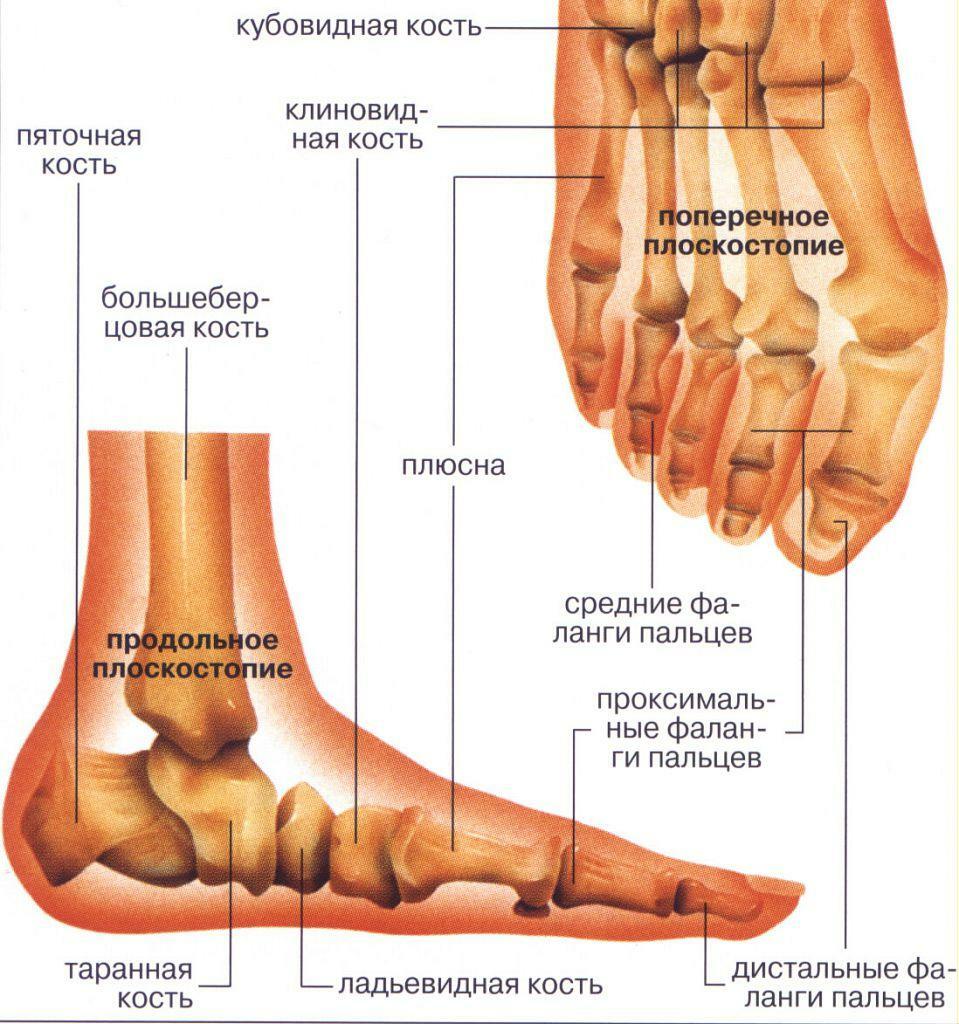 Anatomia piciorului