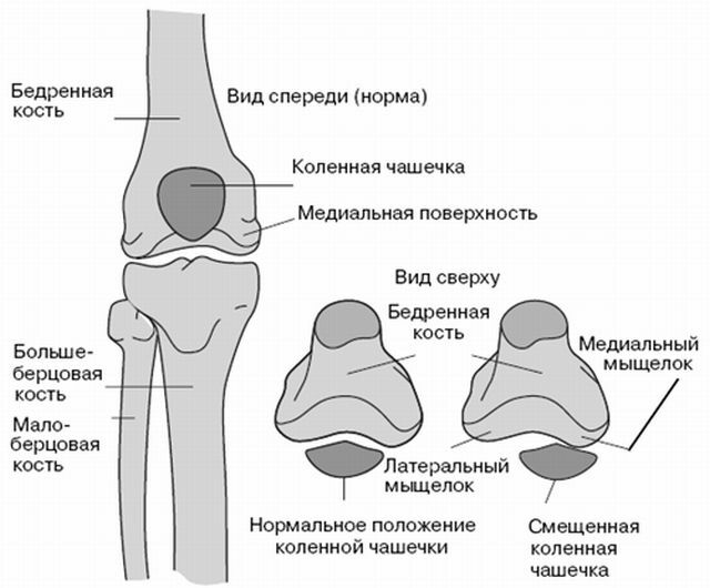 anatomie et physiologie de la partie inférieure de la jambe et de la cheville