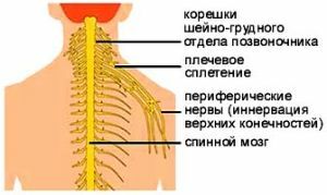 Brachialgia e nervi