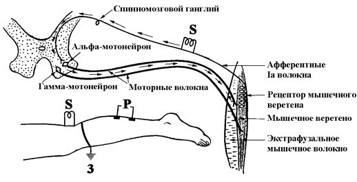 Arc réflexe réflexe d'Achille. Schéma, physiologie