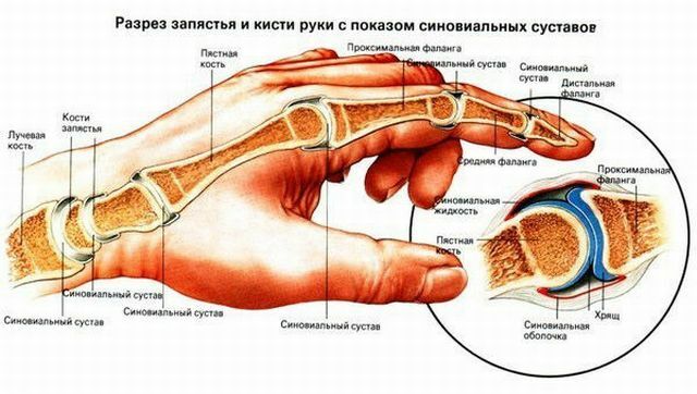 anatomie ruky