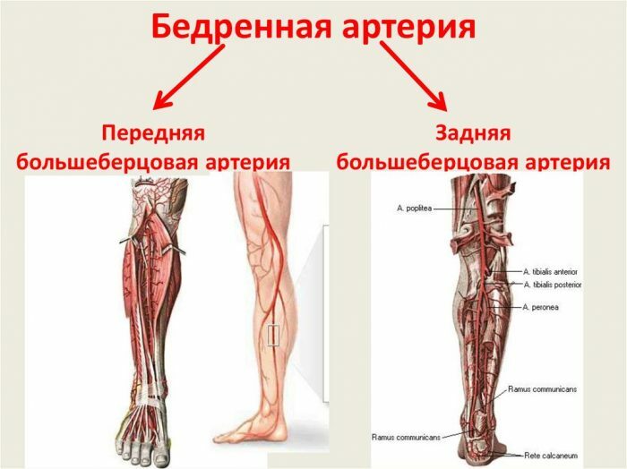 Femoral arterie. Hvor er placeret, anatomi, topografi, hvilken blodtilførsel, symptomer på sygdommen, behandling
