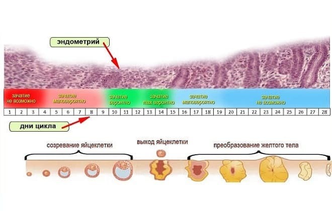 Hormonu anty-Mullerowskiego (AMH): co to jest w ginekologii, stawka dla kobiet w wieku do tej koncepcji Muller badanie pokazuje, badanie krwi, stół, transkrypcja, za co odpowiada, na poziomie ciąża