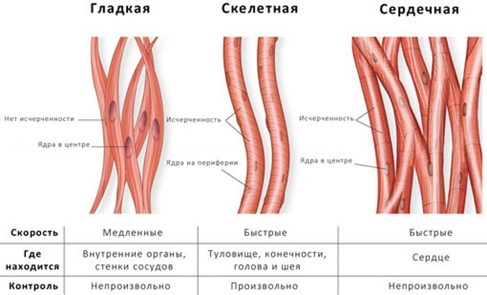 What is the largest muscle in the human body? Photo, title