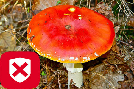 First aid for poisoning with poisonous mushrooms