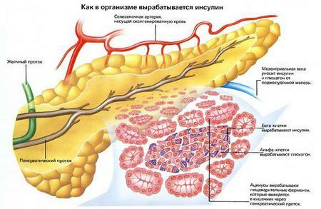 Schema van de pancreas