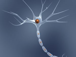 neuróny