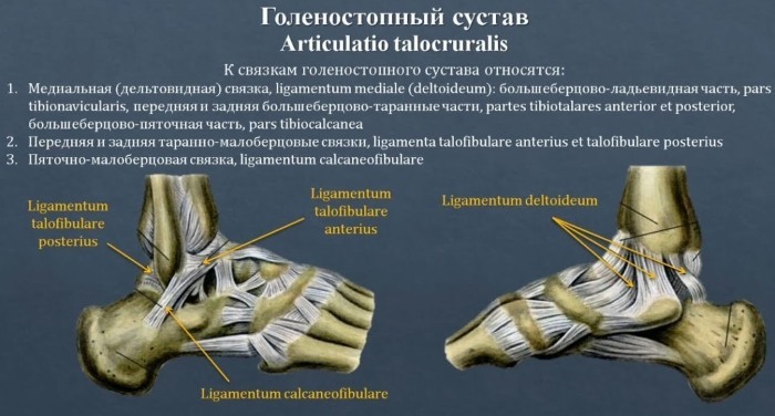 Ligamentos del tobillo. Anatomía, fotografía de resonancia magnética, rotura, traumatismo