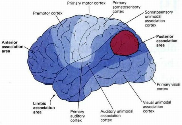 Părți ale creierului