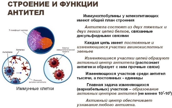 Antibodies to thyroperoxidase are strongly elevated in women and men. What does this mean, the reasons, how to treat, to lower