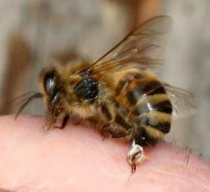 abeille sur le joint