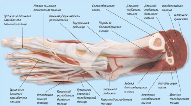 struktura nohy a prstů