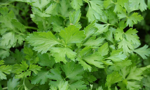The unique use of parsley for men's health