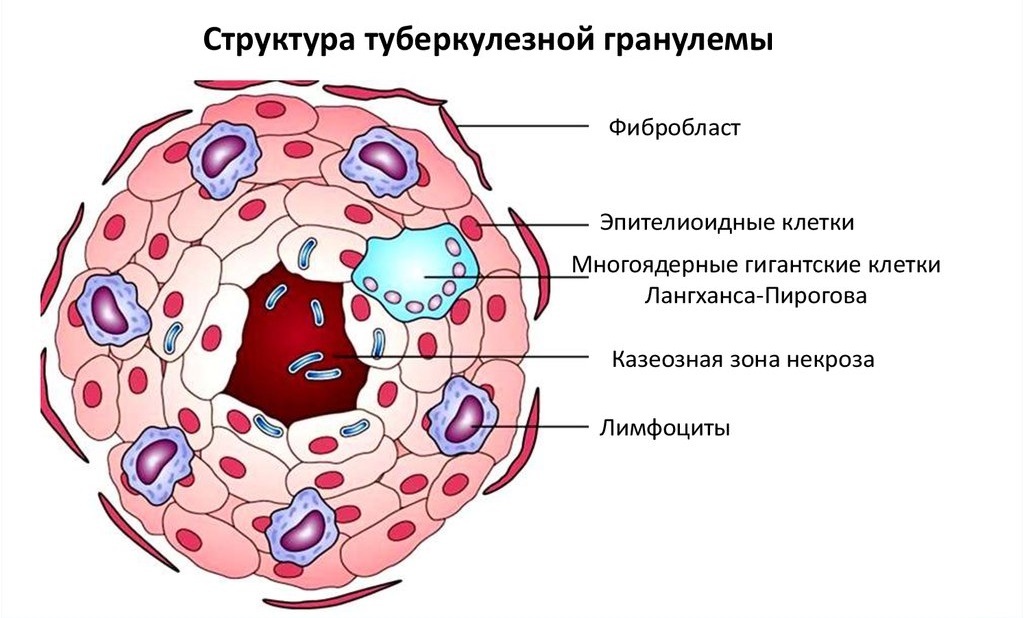 Structure du granulome