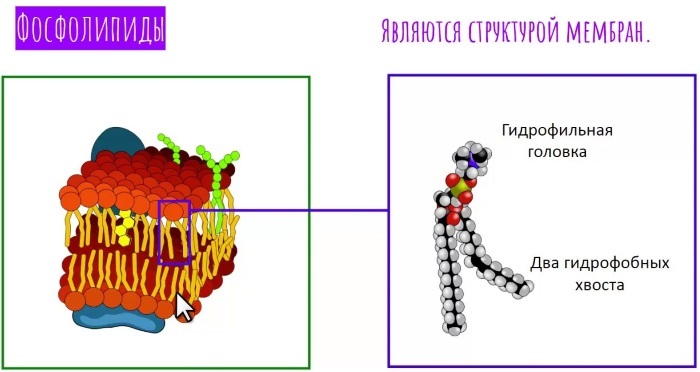 Antiphospholipid antibodies. Analysis, hemotest, what it is, what it shows, preparation for analysis