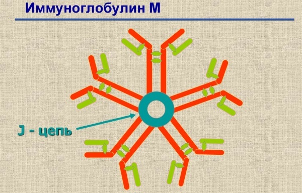 Immunoglobulin M. What shows what is responsible for, the norm, which means increased, decreased