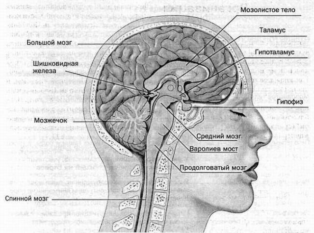 Divisiones del cerebro