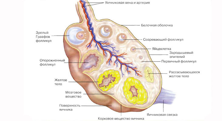 Ultrasonda ovaryumda sarı gövde