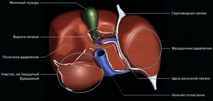 Játrové segmenty na ultrazvuku, CT, MRI řezy. Schéma, foto