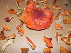 fly agaric dried
