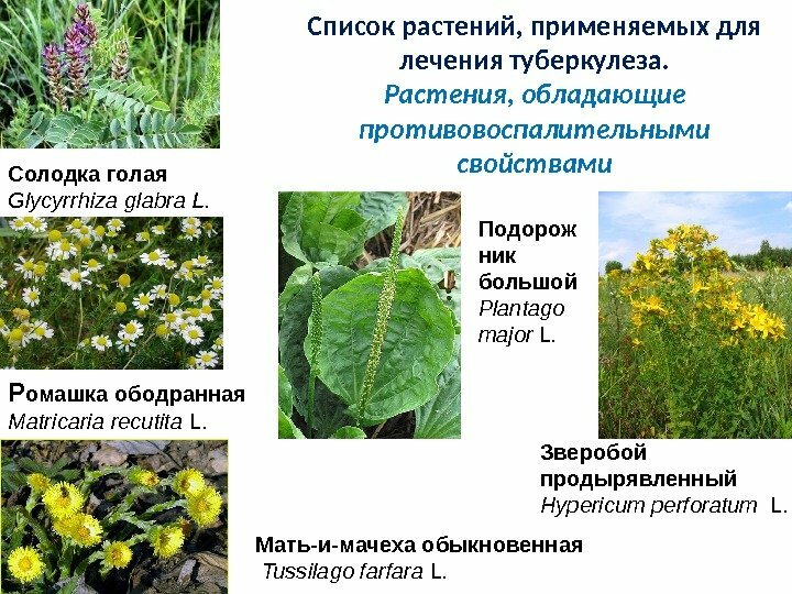 Herbs for tuberculosis
