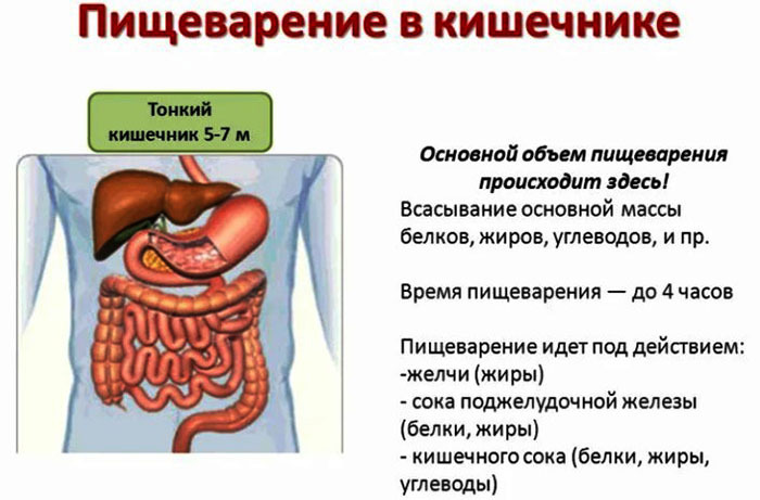 Digestion of carbohydrates in the gastrointestinal tract. Table, diagram, enzymes, stages of digestion in children, adults