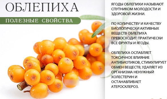 Sea buckthorn tea. Benefits, how to make from leaves, berries