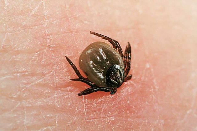 A tick of a tick in humans. Than the mites are dangerous?
