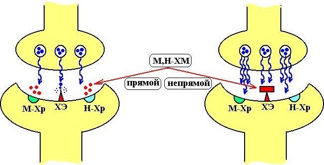 M-cholinomimetics. Mechanism of action, what is it, indications for use, drugs